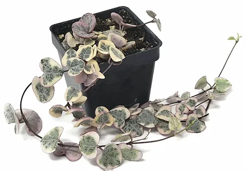 A close up of a variegated chain of hearts (Ceropegia woodii) growing in a small black pot isolated on a white background.