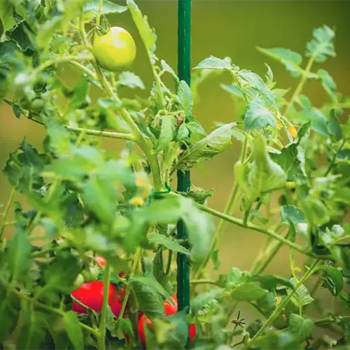 A close up of a plastic stake supporting a tomato plant pictured on a soft focus background.