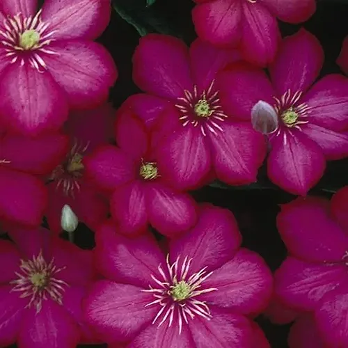 A close up square image of the pink flowers of 'Ville de Lyon' clematis pictured on a dark background.