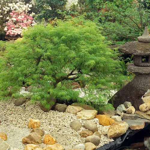 A square image of a dwarf 'Viridis' Japanese maple tree growing in a formal rock garden.