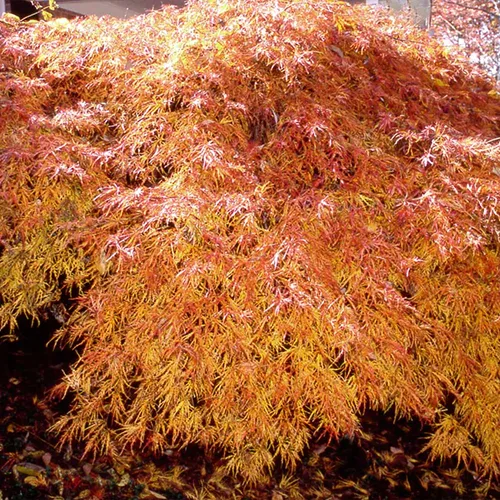 A close up of the vibrant orange foliage of 'Waterfall' Japanese maple.