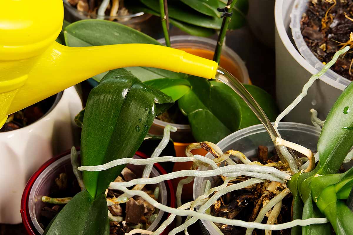 A close up horizontal image of a yellow watering can being used to water orchid houseplants.