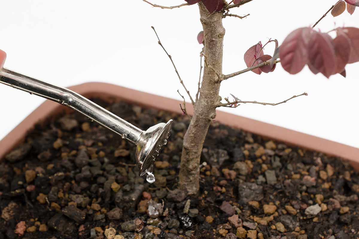 A close up horizontal image of the nozzle of a watering can irrigating a bonsai specimen.