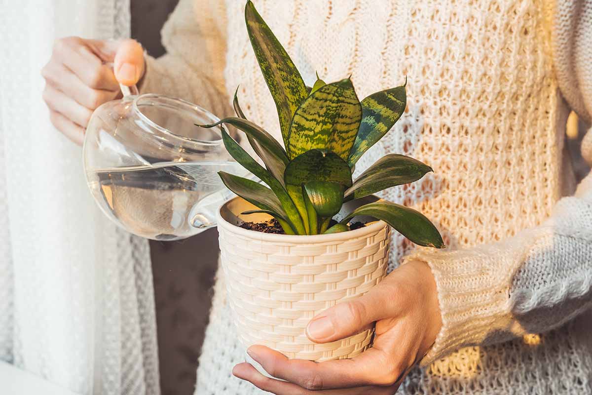 A close up horizontal image of a gardener using a glass watering can to irrigate a small dracaena plant growing in a pot.