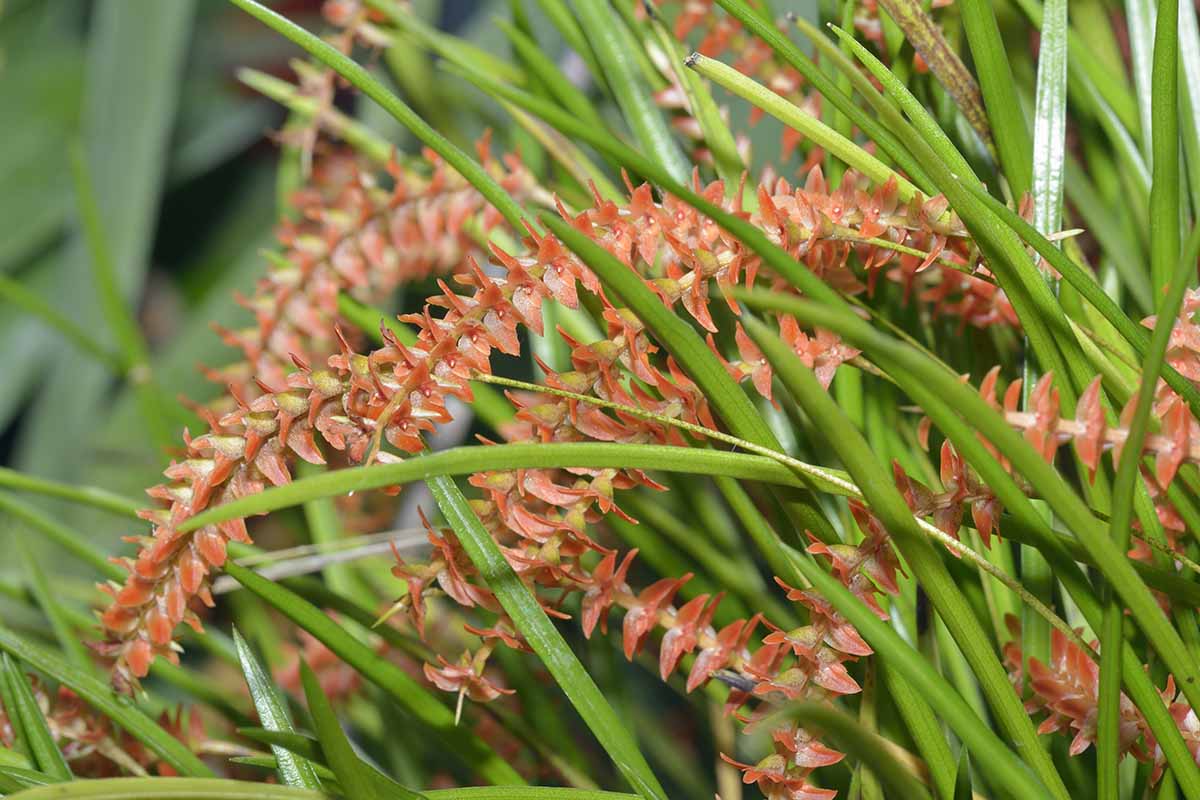 A close up horizontal image of light red Dendrochilum orchid flowers surrounded by foliage.