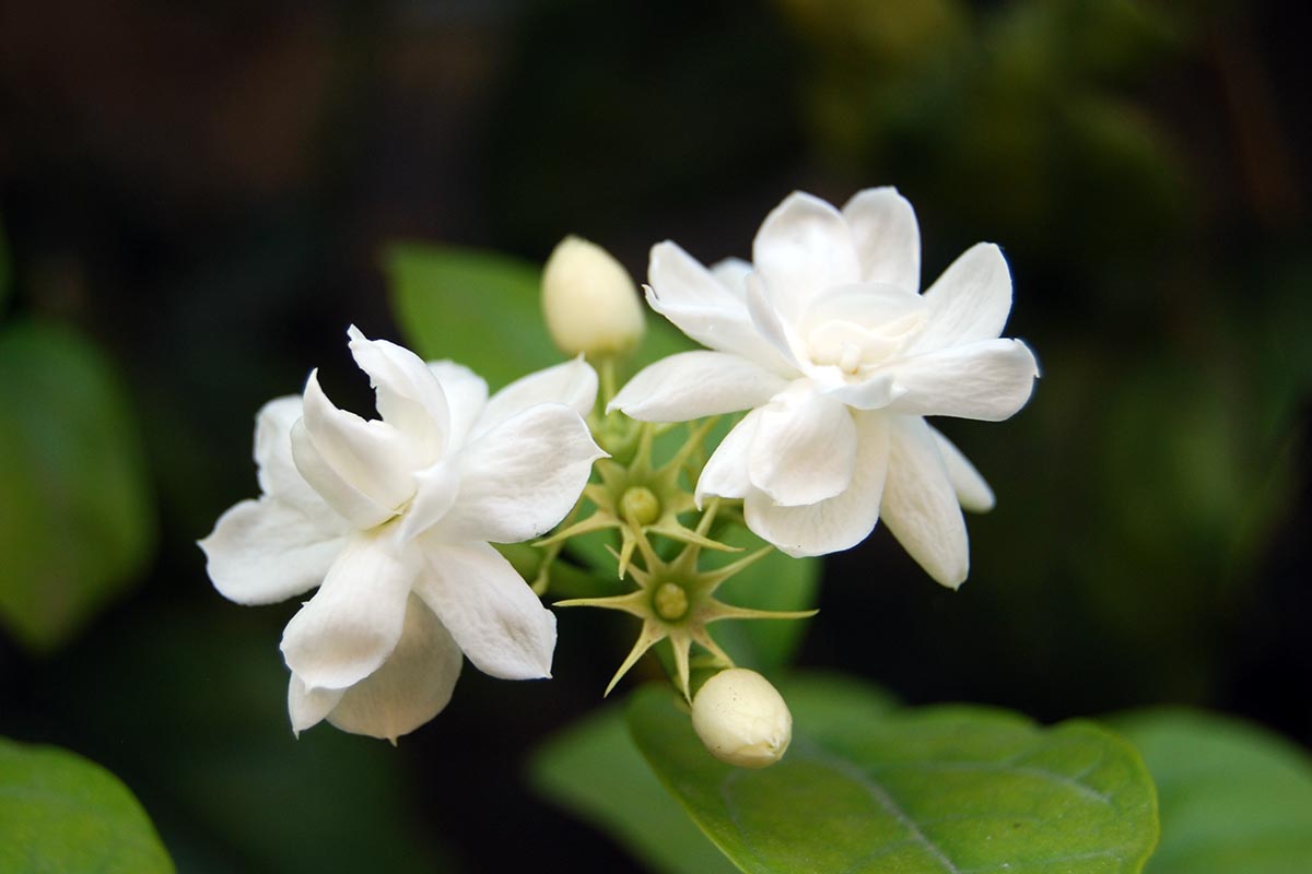 A close up horizontal image of the white flowers of Arabian jasmine pictured on a dark soft focus background.