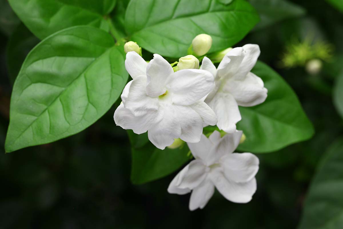 A close up horizontal image of white jasmine flowers growing in the garden with foliage in soft focus in the background.