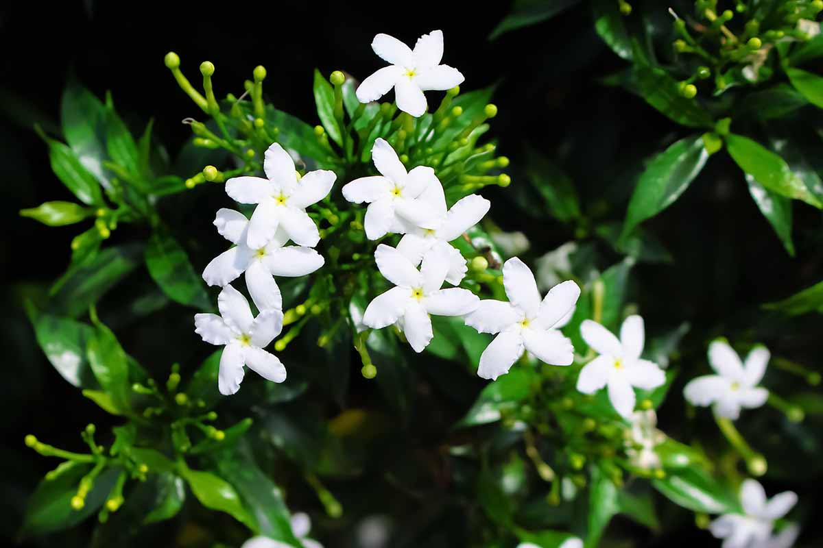 A close up horizontal image of white jasmine flowers with foliage in soft focus in the background.