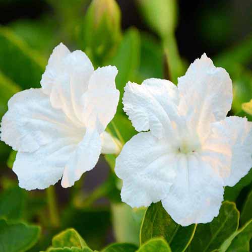 A close up of white Mexican petunia flowers growing in the garden pictured in light sunshine.