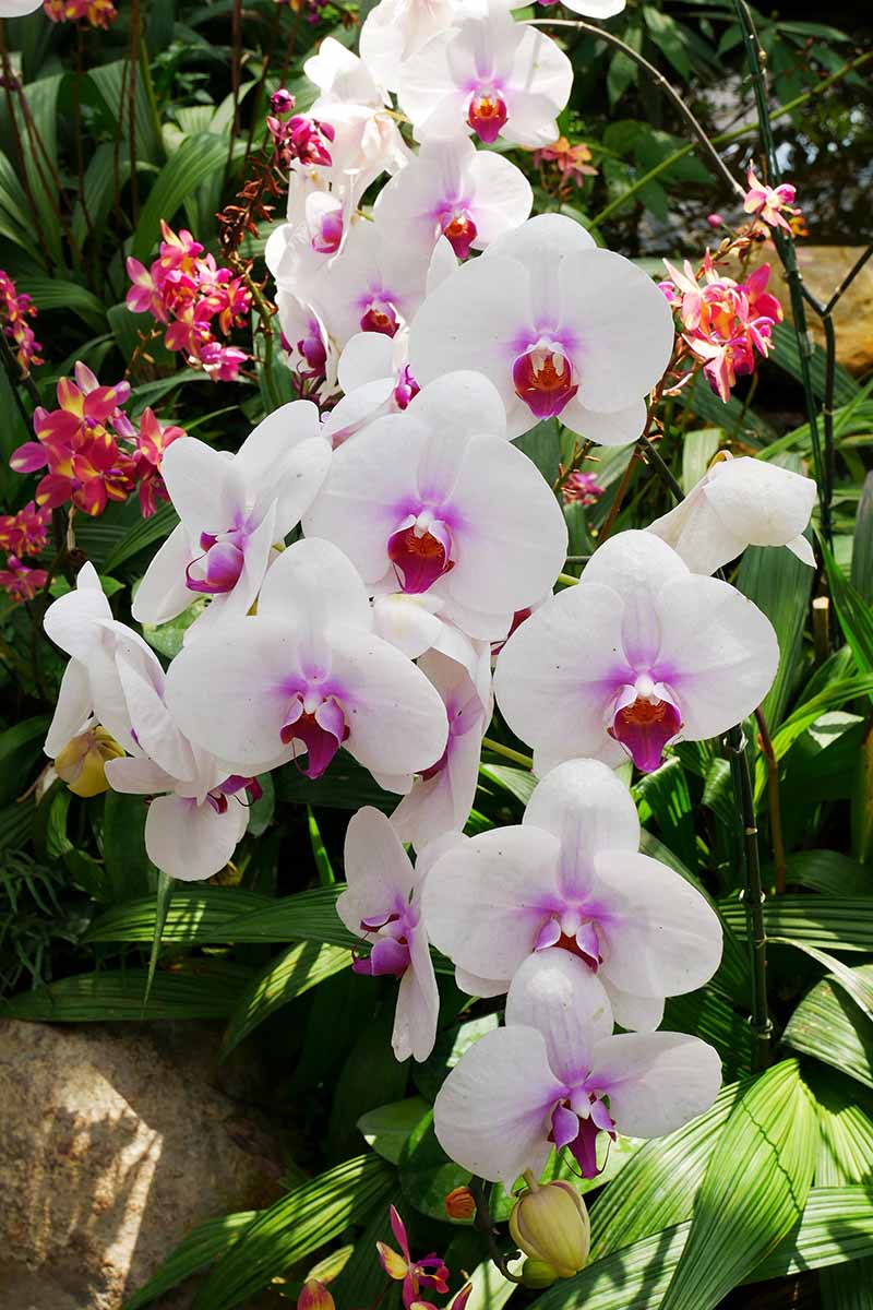 A close up vertical image of white and pink moth orchids growing in a botanical garden pictured in light sunshine.