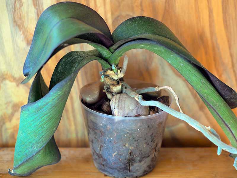 A horizontal image of a wilting Phalaenopsis set on a wooden surface.