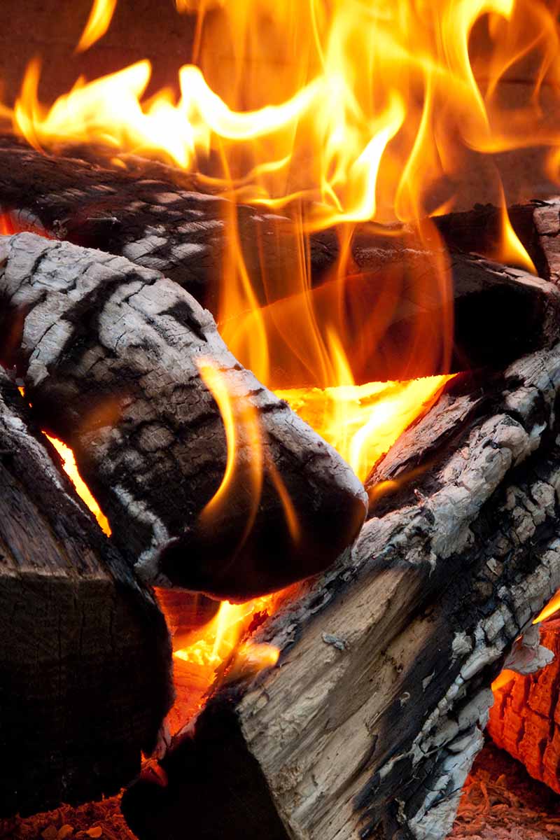 A vertical image of flames and logs burning on a fire.