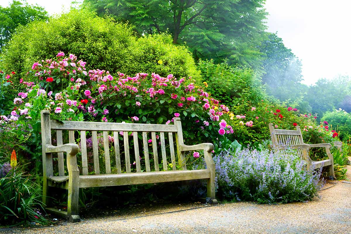 A horizontal image of wooden benches next to a gravel pathway in a botanical garden.