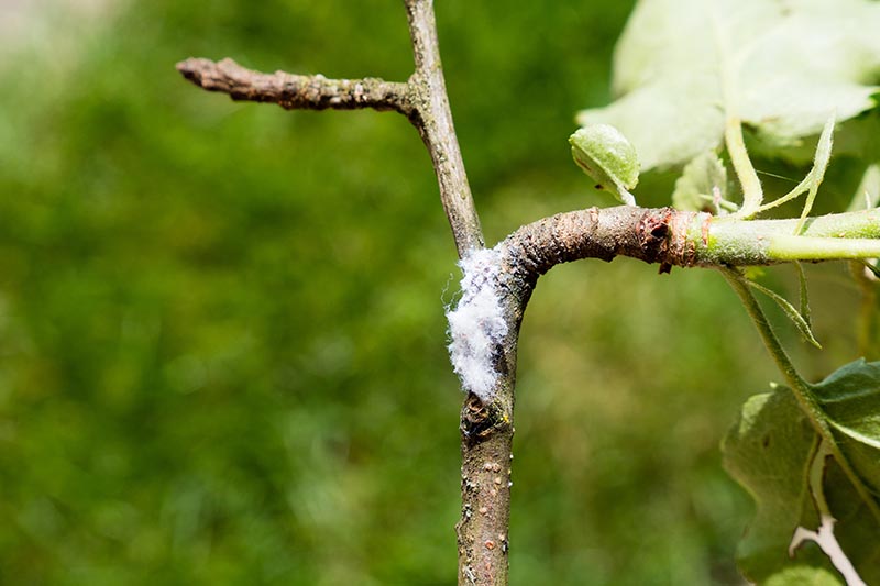 A close up horizontal image of wooly aphids infesting an apple tree pictured on a soft focus background.