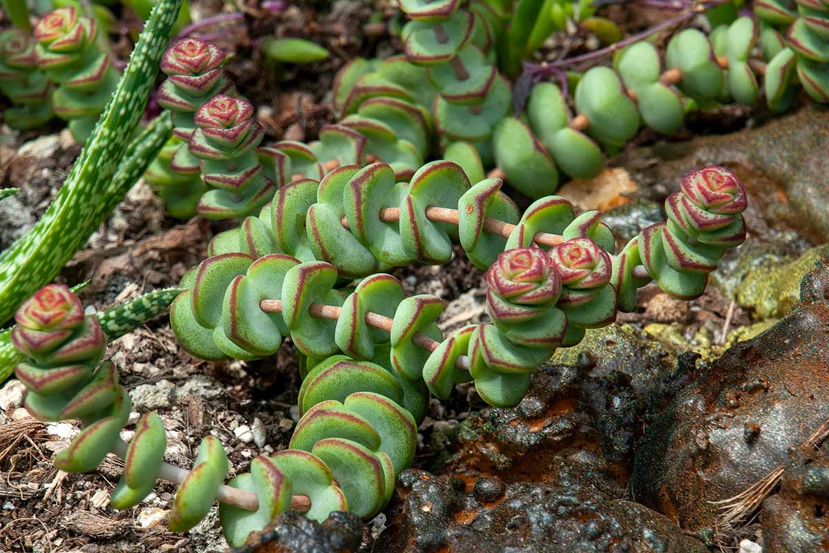 A close up horizontal image of a worm plant aka Crassula marnieriana growing in the garden.