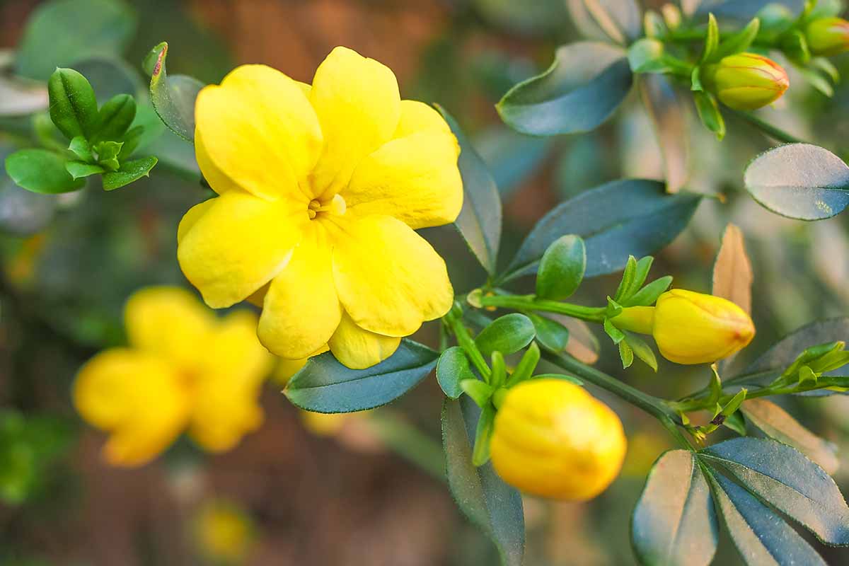 A close up horizontal image of yellow buds and blooms of a jasmine plant growing indoors pictured on a soft focus background.