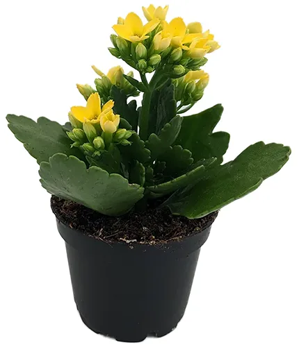 A close up of a yellow florist's kalanchoe growing in a small plastic pot isolated on a white background.