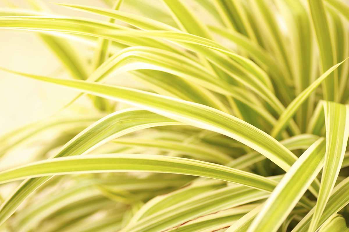 A close up horizontal image of a variegated spider plant with leaves that are turning yellow.