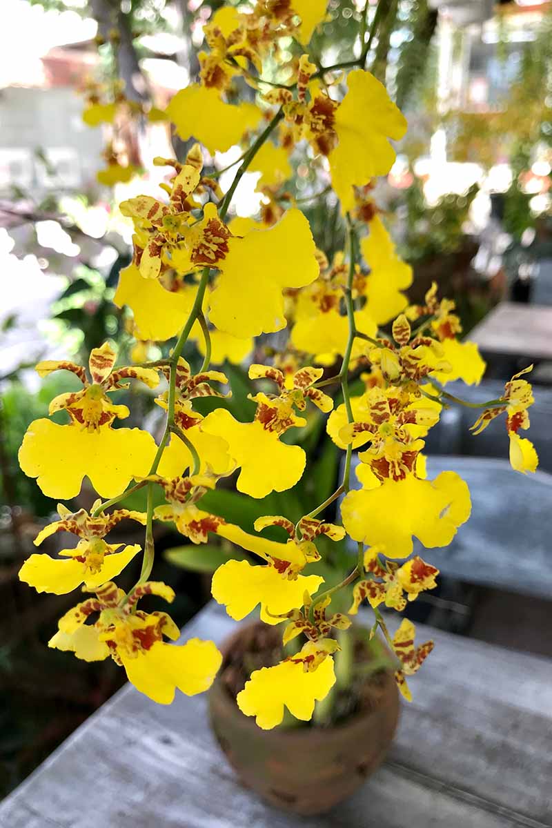 A vertical image of yellow and red orchid flowers growing in a pot set on a wooden surface outdoors.