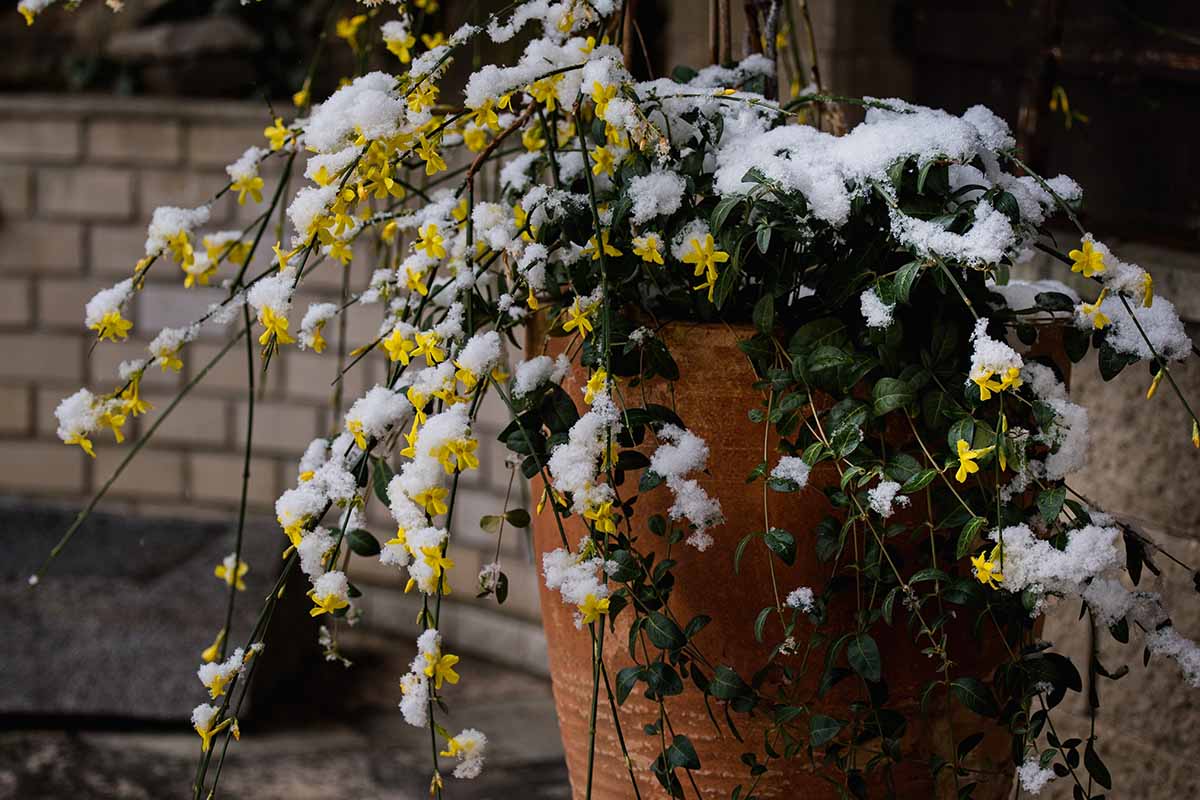A close up horizontal image of a terra cotta pot with winter jasmine cascading over the sides, covered in a light blanket of snow.