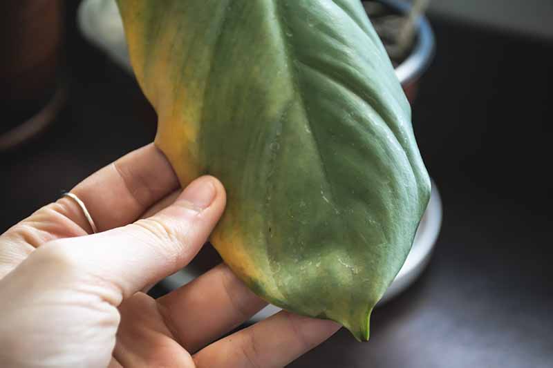 A close up horizontal image of a hand from the bottom of the frame holding a philodendron leaf that has started yellowing on the side.