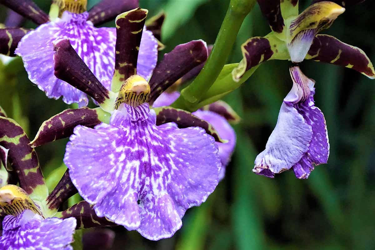 A close up horizontal image of purple and white bicolored Zygopetalum sanderae orchid flowers pictured on a dark background.