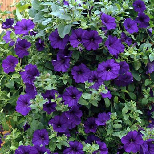 A close up of purple petunias growing outdoors covered in blooms.