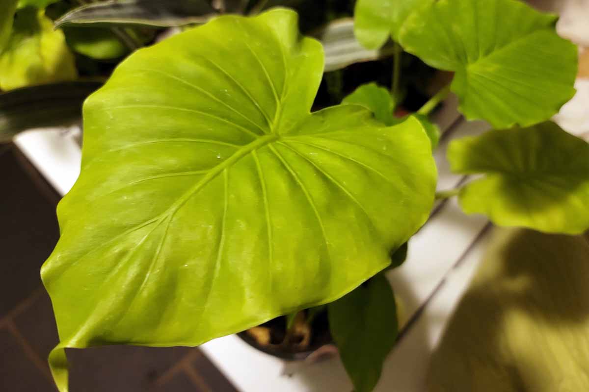A close up horizontal image of Alocasia cucullata leaves growing indoors.