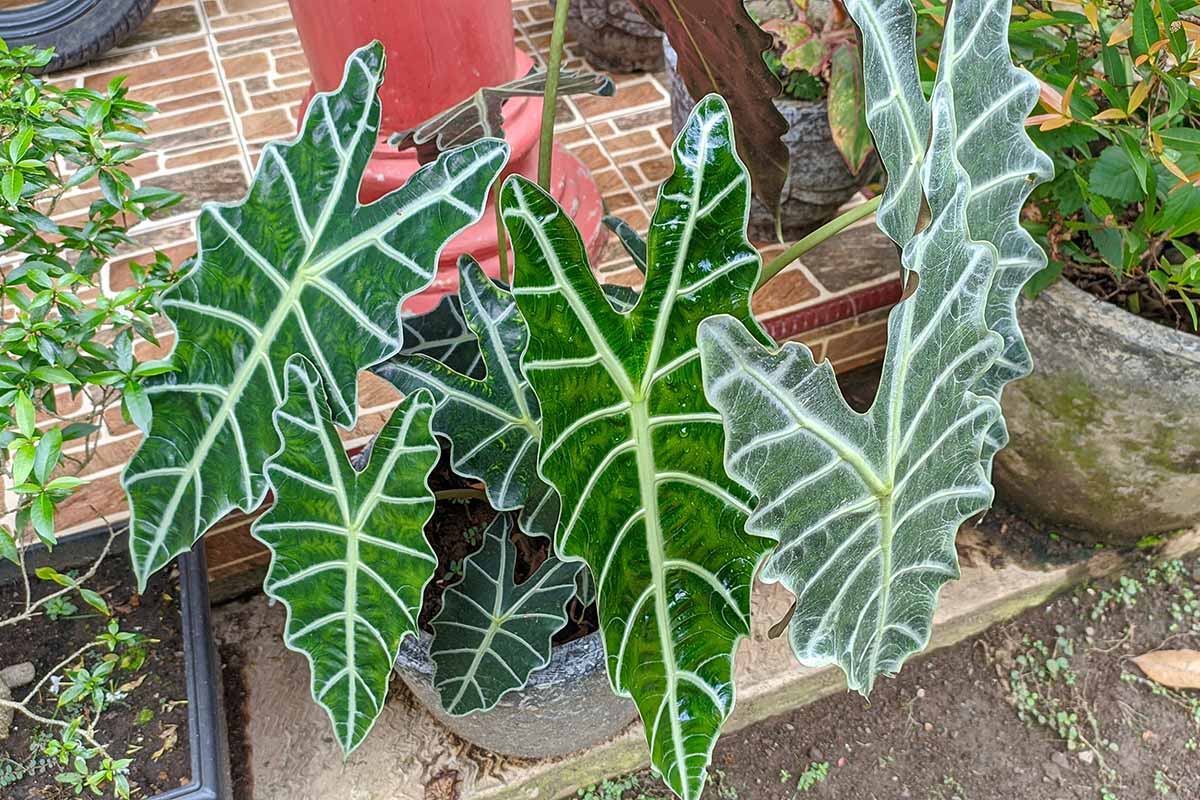 A close up horizontal image of an Alocasia Polly growing in a container set outside on a patio.