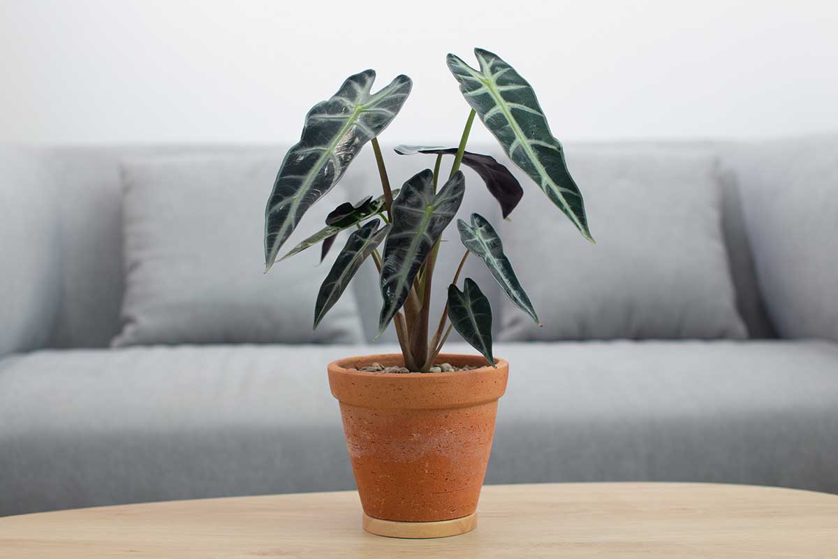 A close up horizontal image of a kris plant growing in a small terra cotta pot set on a wooden coffee table with a couch in soft focus in the background.