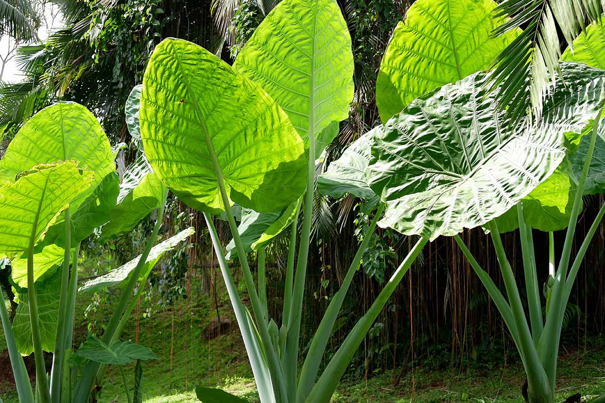 A horizontal image of giant taro growing outdoors in the garden.