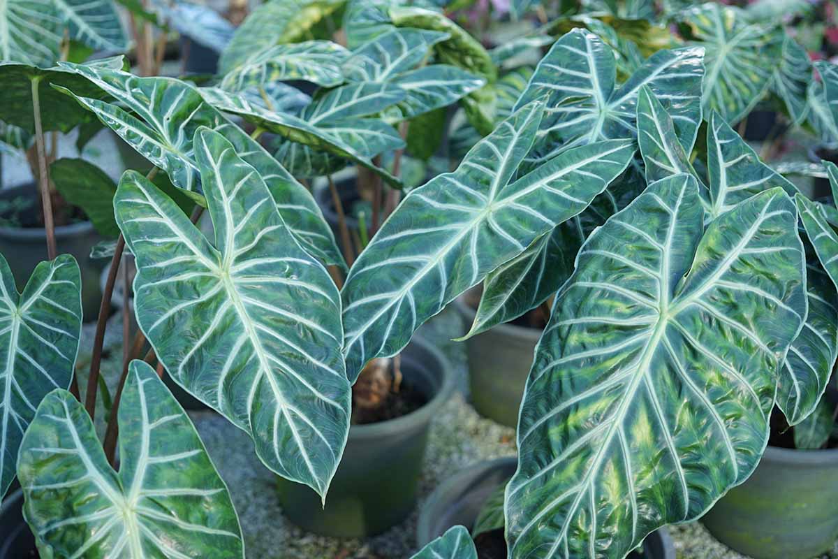 A close up horizontal image of alocasia plants growing in pots at a garden nursery.