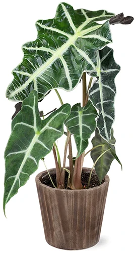 A close up of Alocasia Polly growing in a wooden pot isolated on a white background.