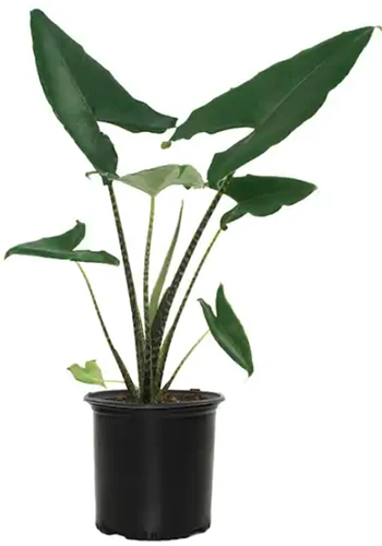 A close up of an Alocasia zebrina plant growing in a small pot isolated on a white background.