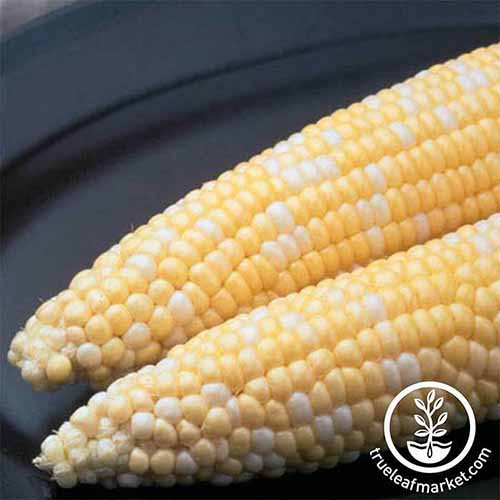 A close up square image of 'Ambrosia' corn set on a dark plate. To the bottom right of the frame is a white circular logo with text.