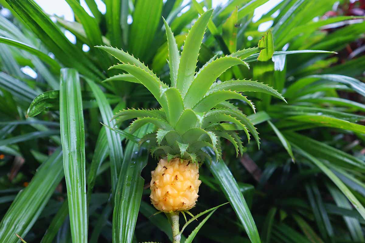 A close up horizontal image of an ornamental Ananas lucidus plant with a small developing fruit.
