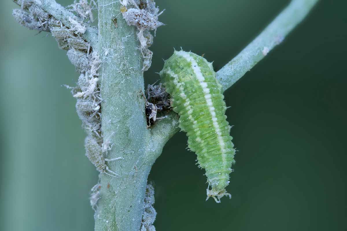 A close up horizontal image of a colony of aphids and a caterpillar infesting the stem of a plant.