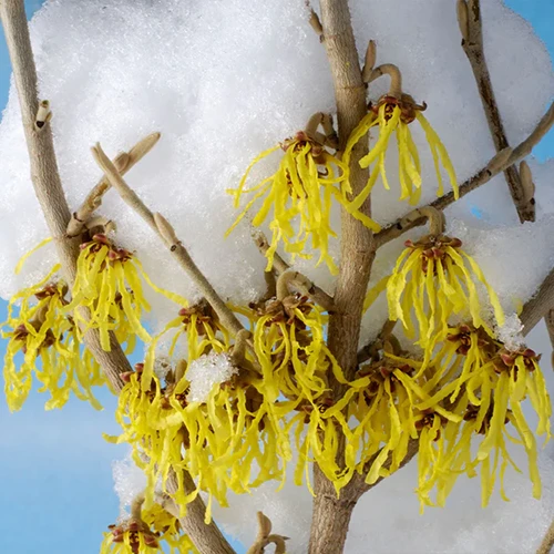 A close up square image of Hamamelis 'Arnold's Promise' flowers covered with a dusting of snow.