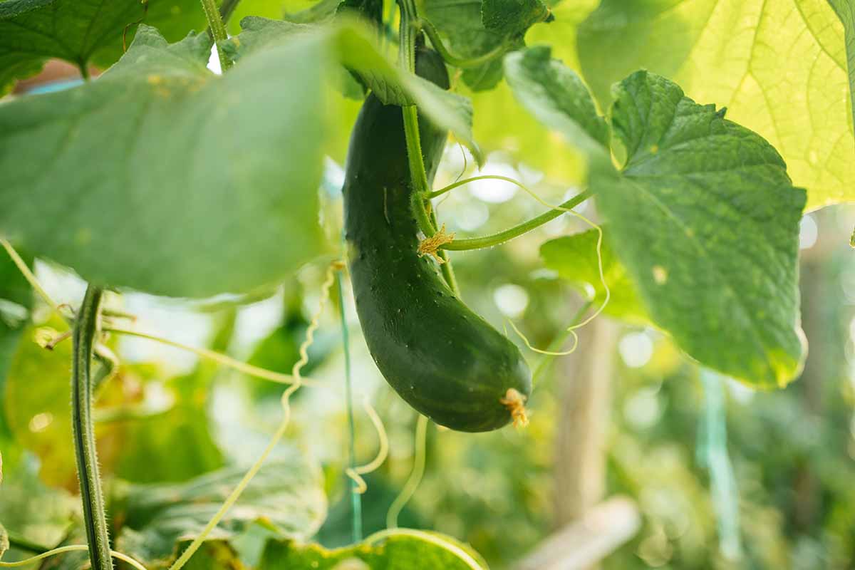 A close up of a small cucumber growing in the garden, pictured in light filtered sunshine with foliage in soft focus in the background.