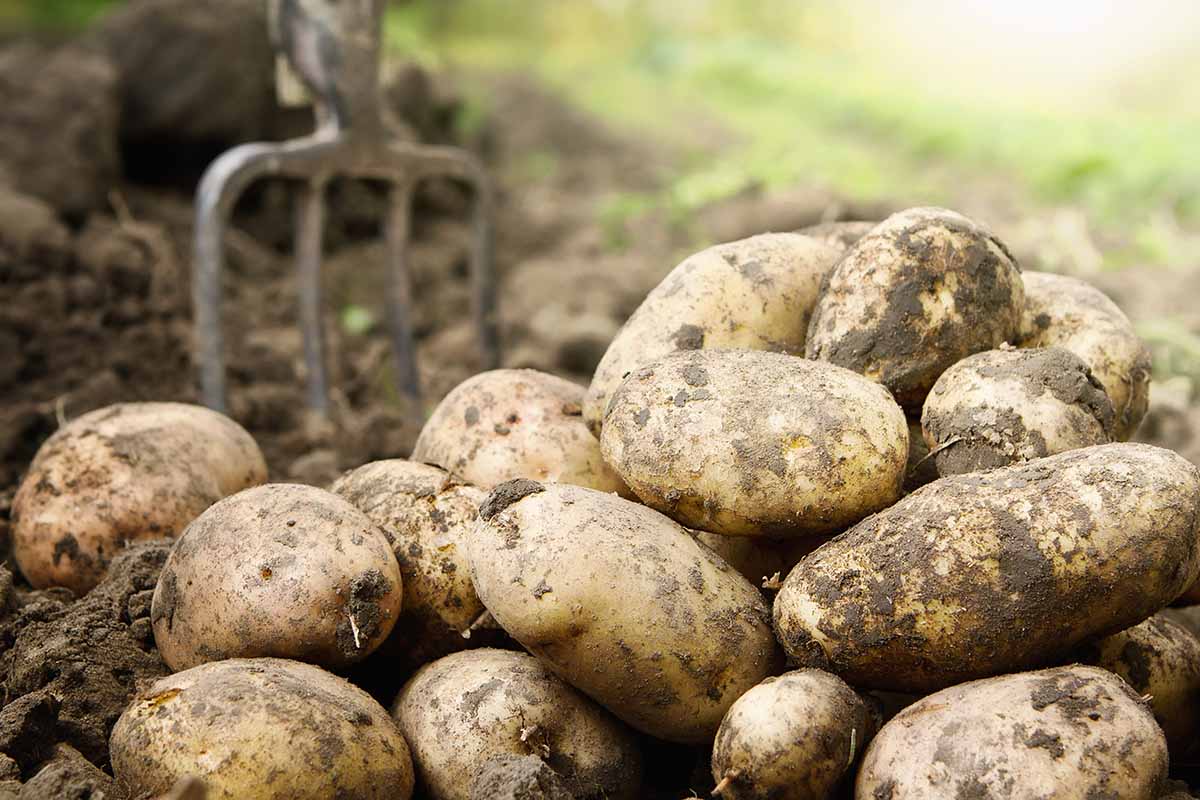 A close up horizontal image of freshly harvested potatoes with soil attached in the foreground. A soft focus background with a garden fork in the earth.