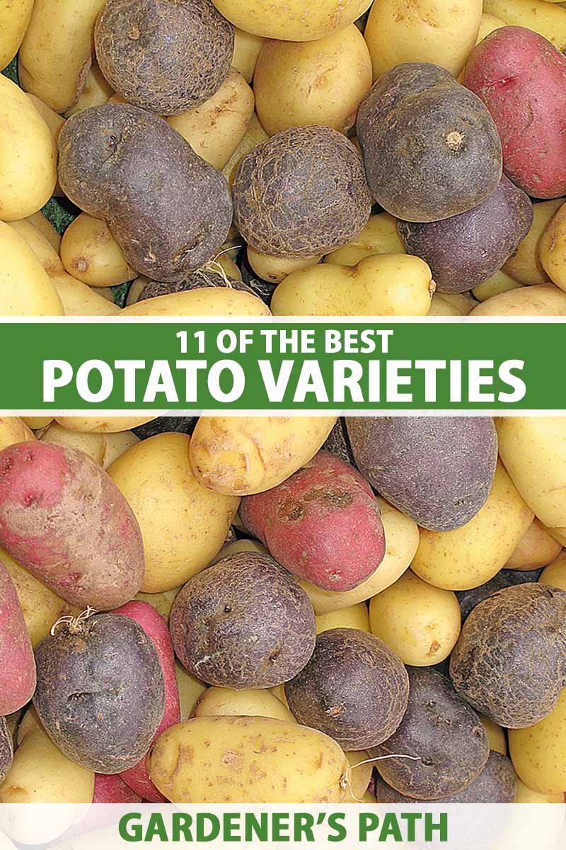 A close up vertical image of a pile of potatoes of different colors. To the center and bottom of the frame is green and white printed text.