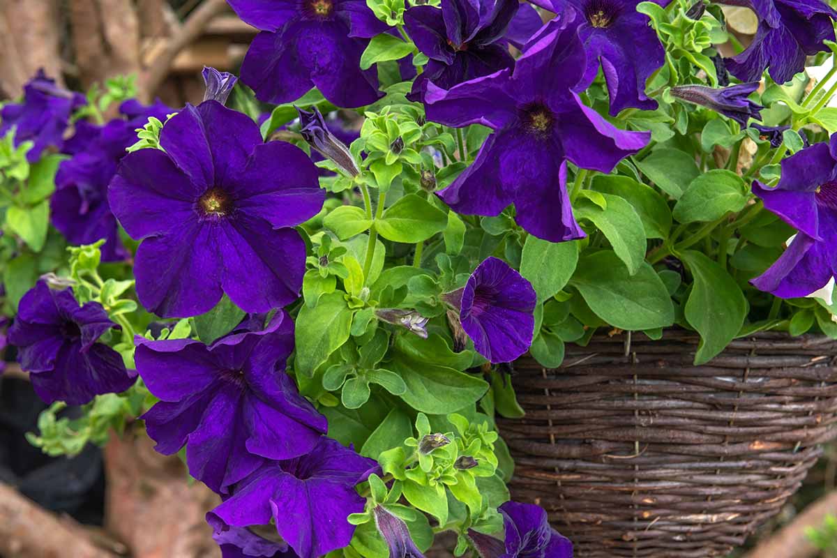 A close up horizontal image of purple petunia flowers growing in a hanging wicker basket spilling over the side.