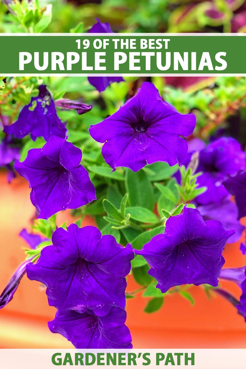 A close up vertical image of purple petunias growing in a container. To the top and bottom of the frame is green and white printed text.