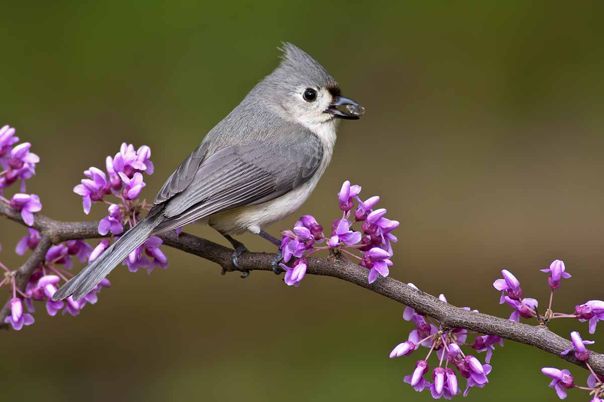 A close up horizontal image of a bird on the branch of a redbud tree pictured on a soft focus background.