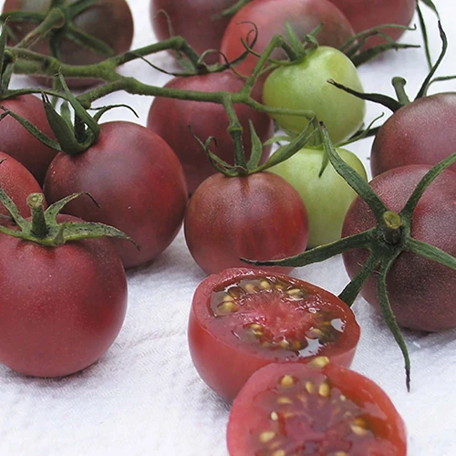 A close up square image of 'Black Cherry' tomatoes freshly harvested.