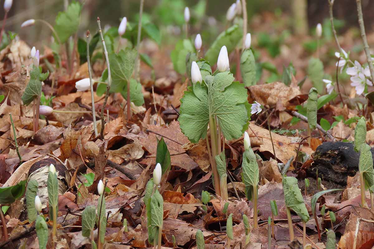 A horizontal image of Sanguinaria canadensis buds and foliage emerging in the spring.