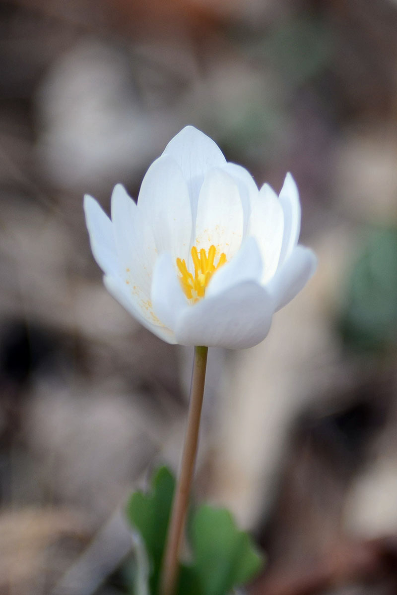 A close up vertical image of a single Sanguinaria canadensis flower just starting to open up, pictured on a soft focus background.