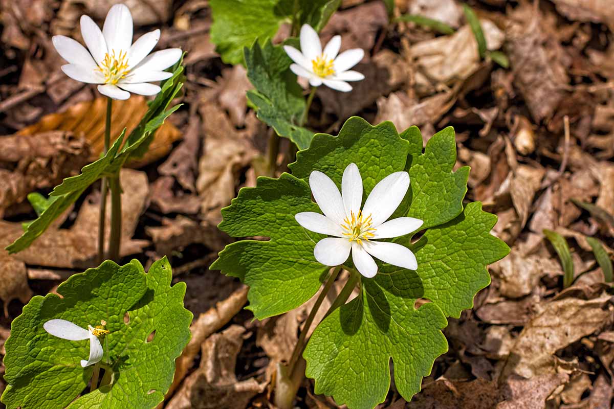 A horizontal image of white bloodroot (Sanguinaria canadensis) flowers surrounded by leaf litter pictured in light spring sunshine.