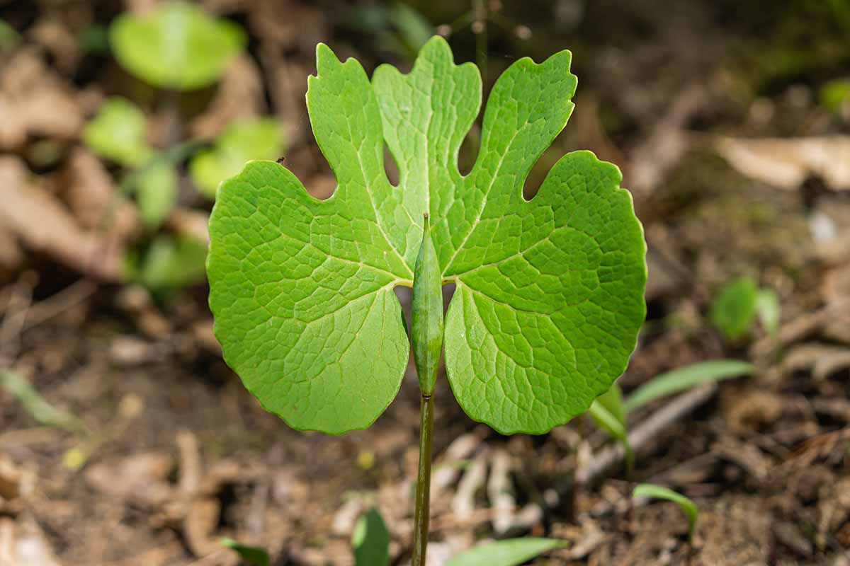 A close up horizontal image of the foliage of Sanguinaria canadensis pictured on a soft focus background.