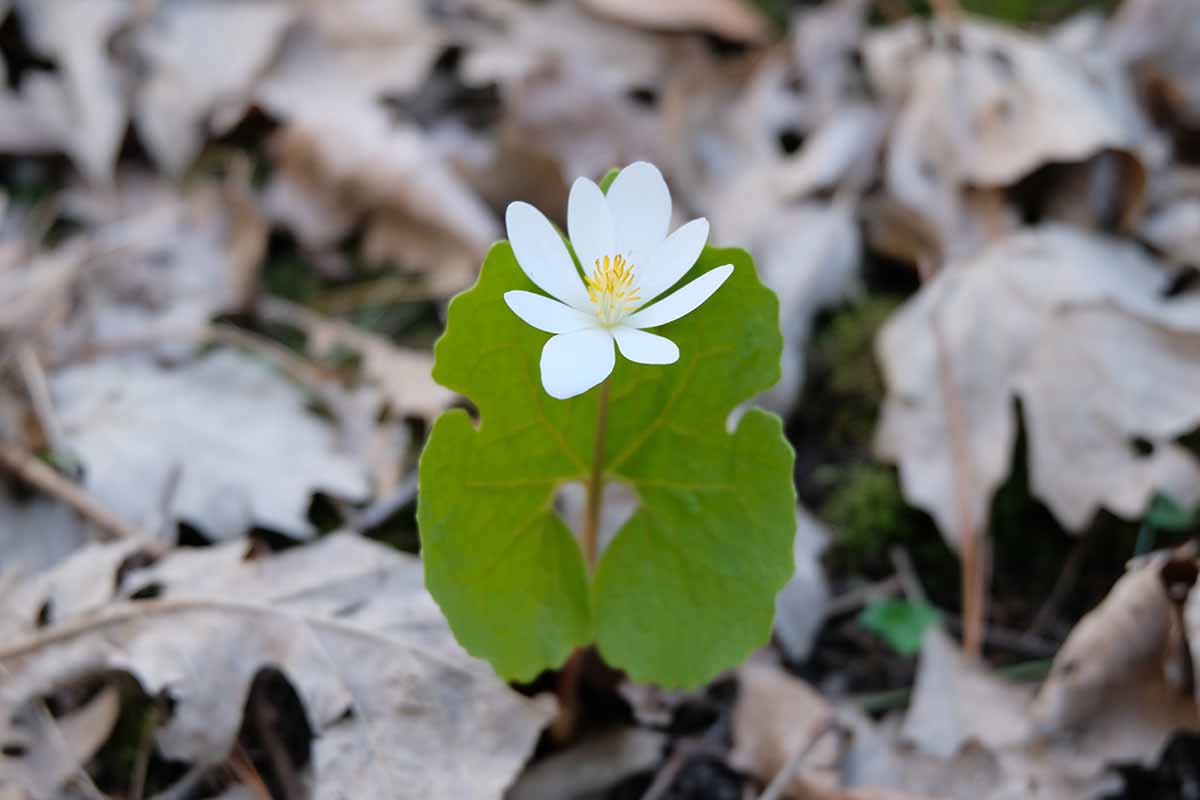 A horizontal close up image of a single Sanguinaria canadensis (bloodroot) flower with leaf litter in soft focus in the background.